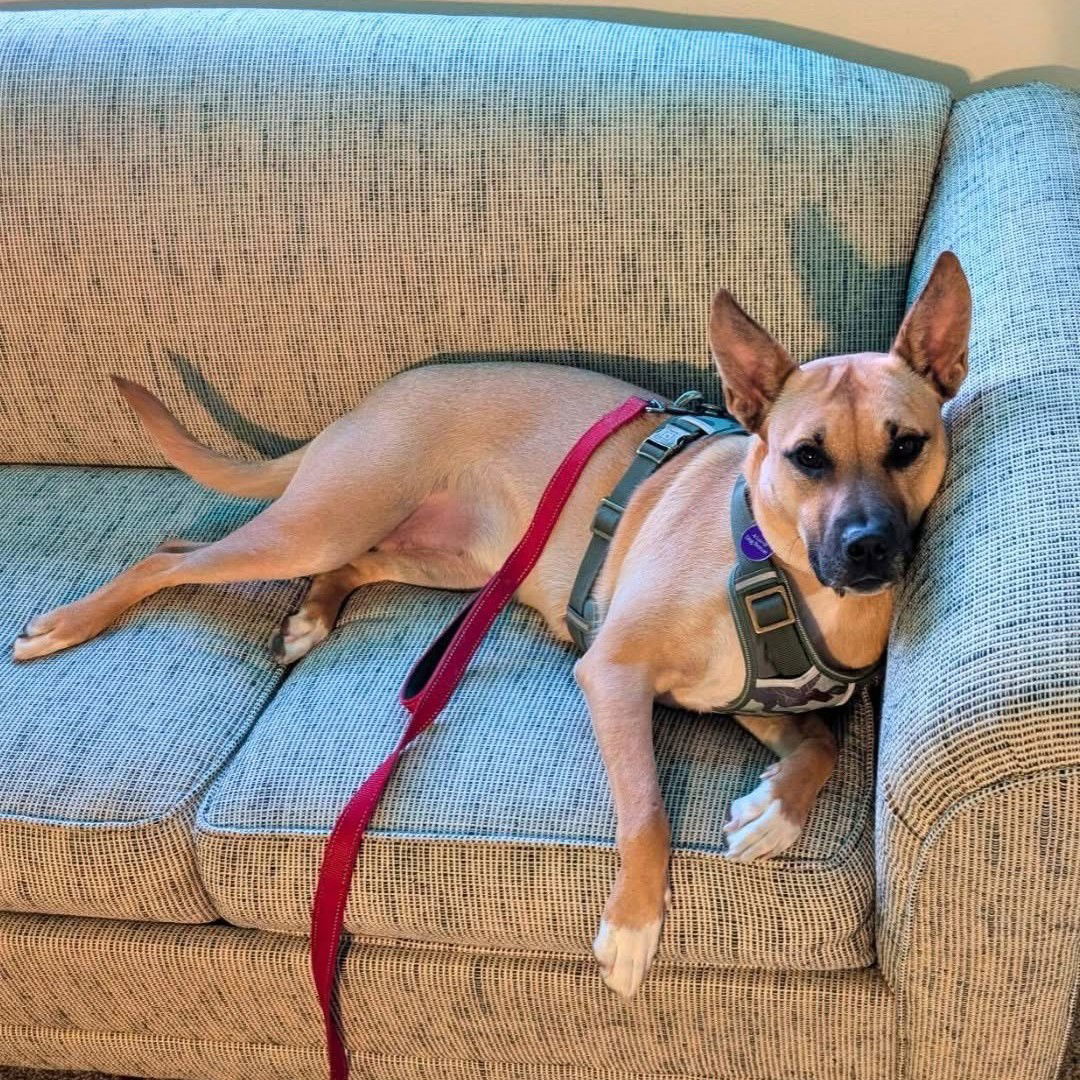 Eartha, an adoptable Shepherd, Pit Bull Terrier in Fargo, ND, 58103 | Photo Image 1