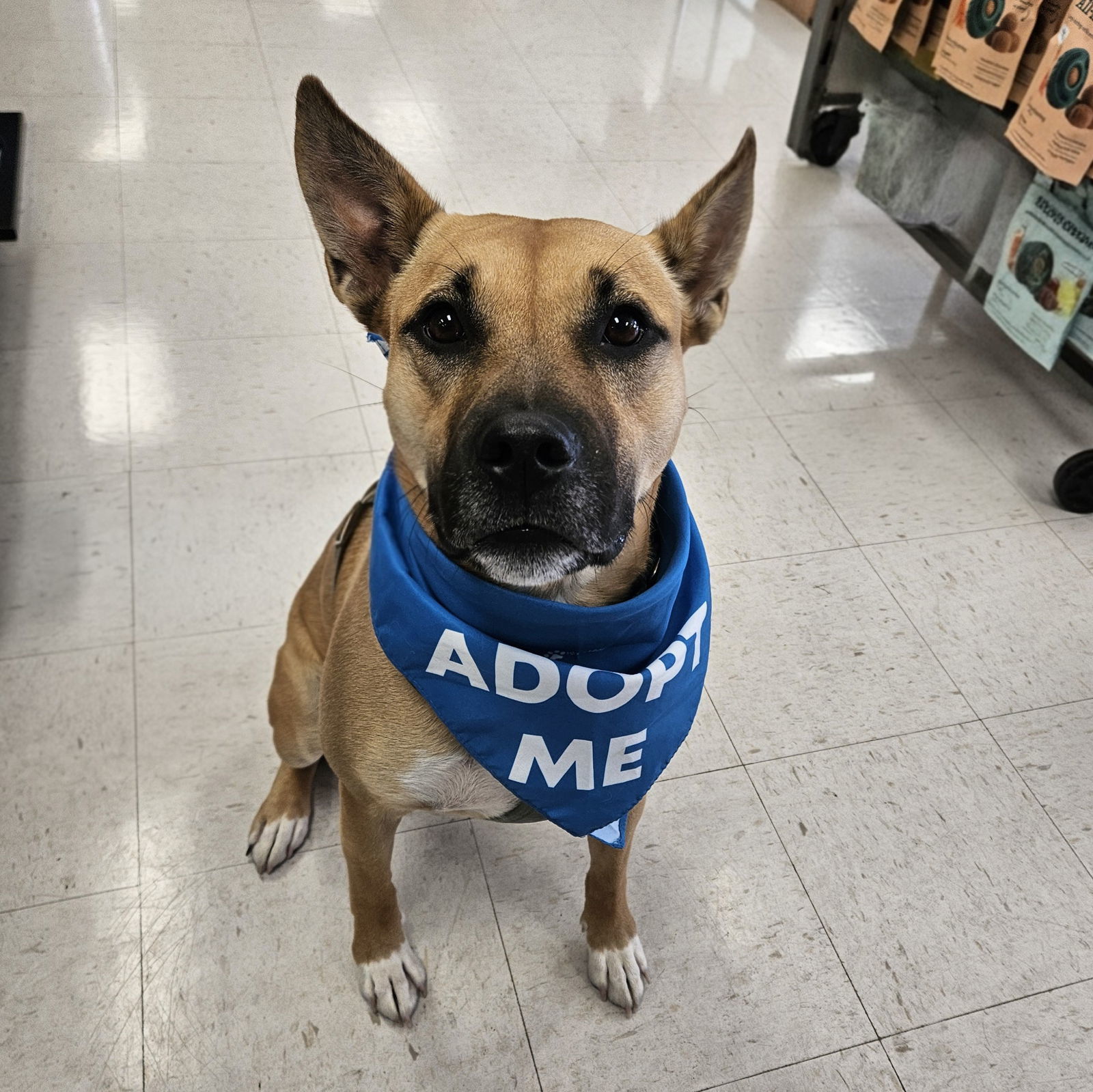 Eartha, an adoptable Shepherd, Pit Bull Terrier in Fargo, ND, 58103 | Photo Image 1