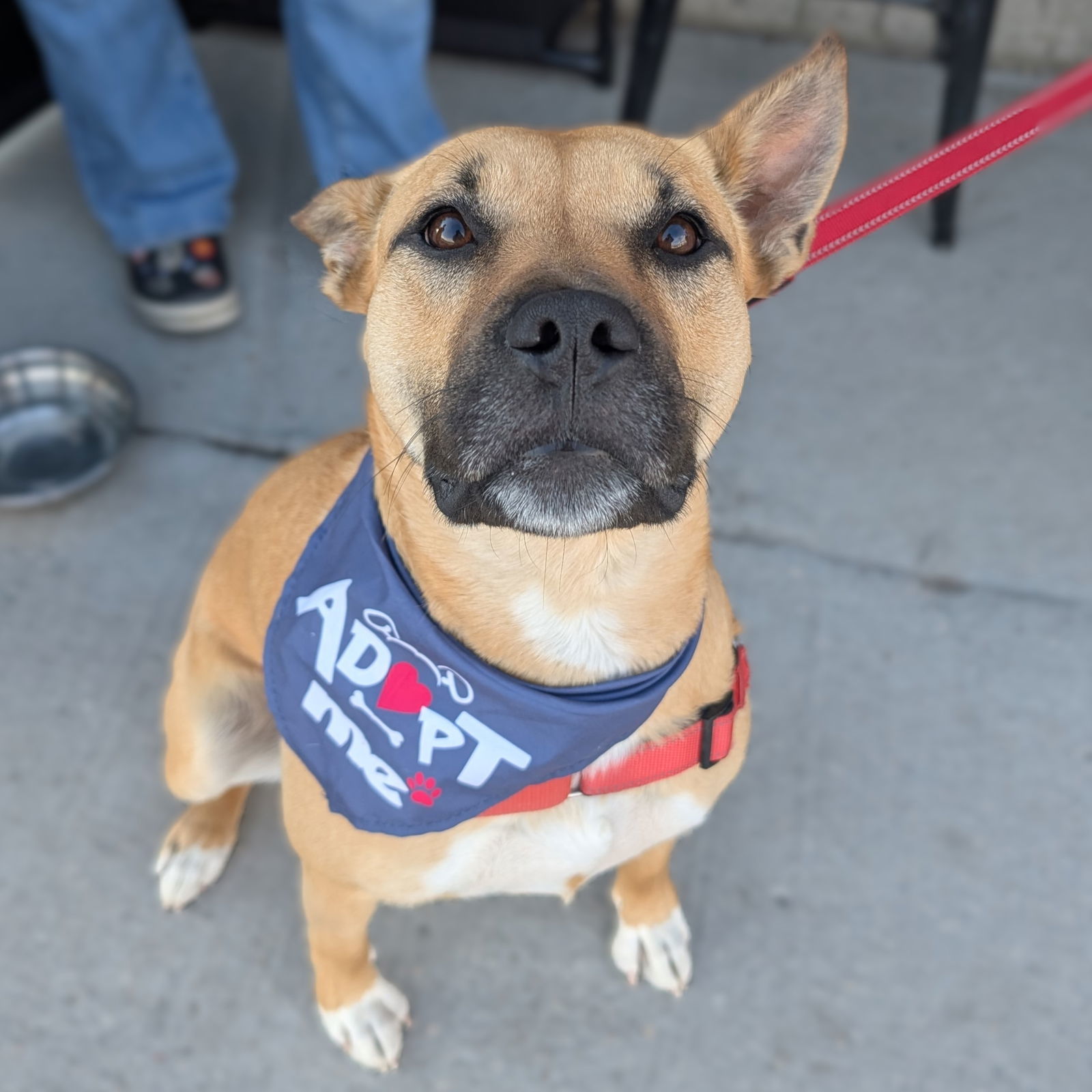 Eartha, an adoptable Shepherd, Pit Bull Terrier in Fargo, ND, 58103 | Photo Image 2