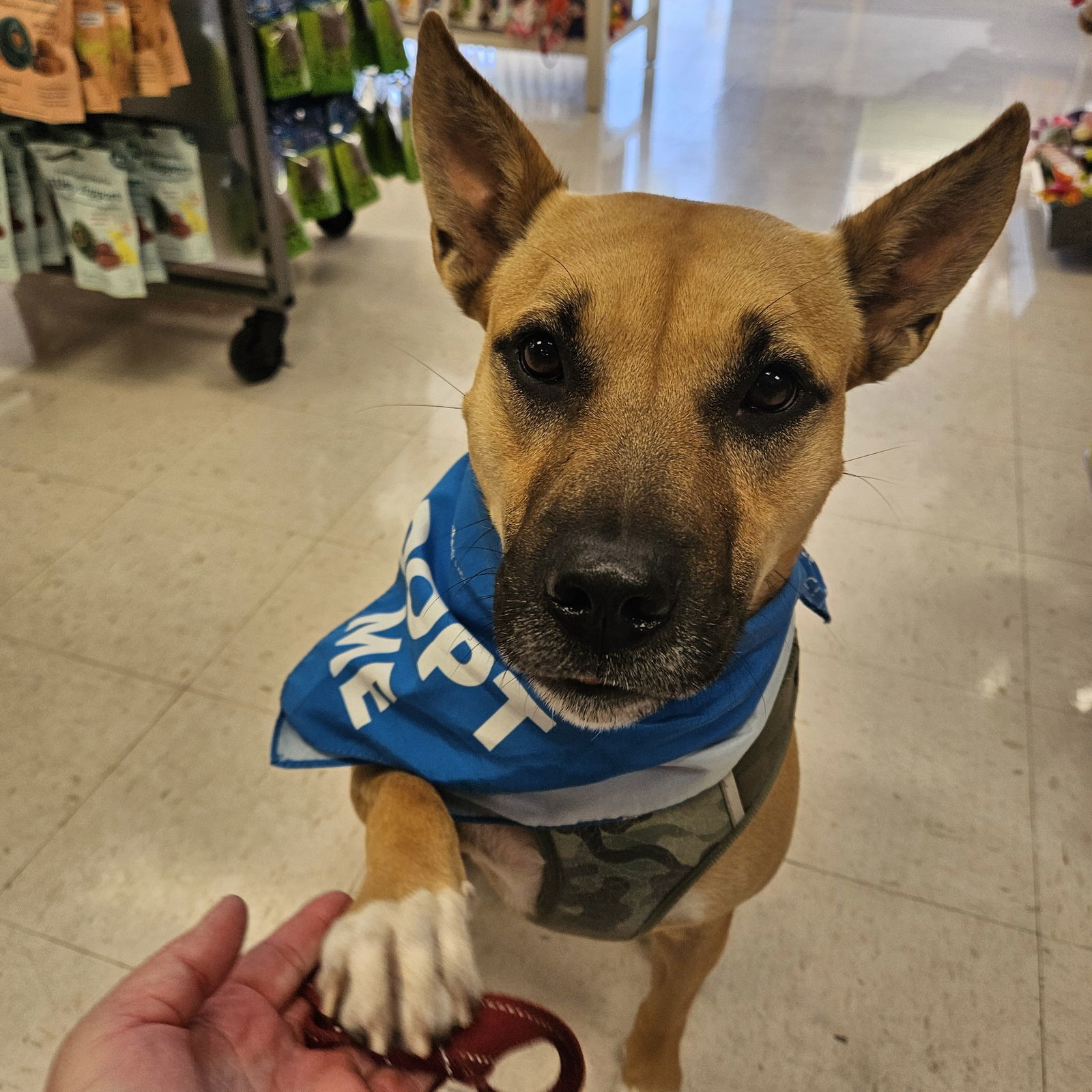 Eartha, an adoptable Shepherd, Pit Bull Terrier in Fargo, ND, 58103 | Photo Image 2