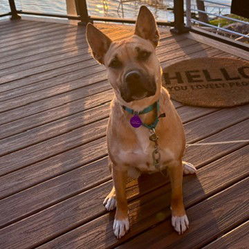 Eartha, an adoptable Shepherd, Pit Bull Terrier in Fargo, ND, 58103 | Photo Image 3