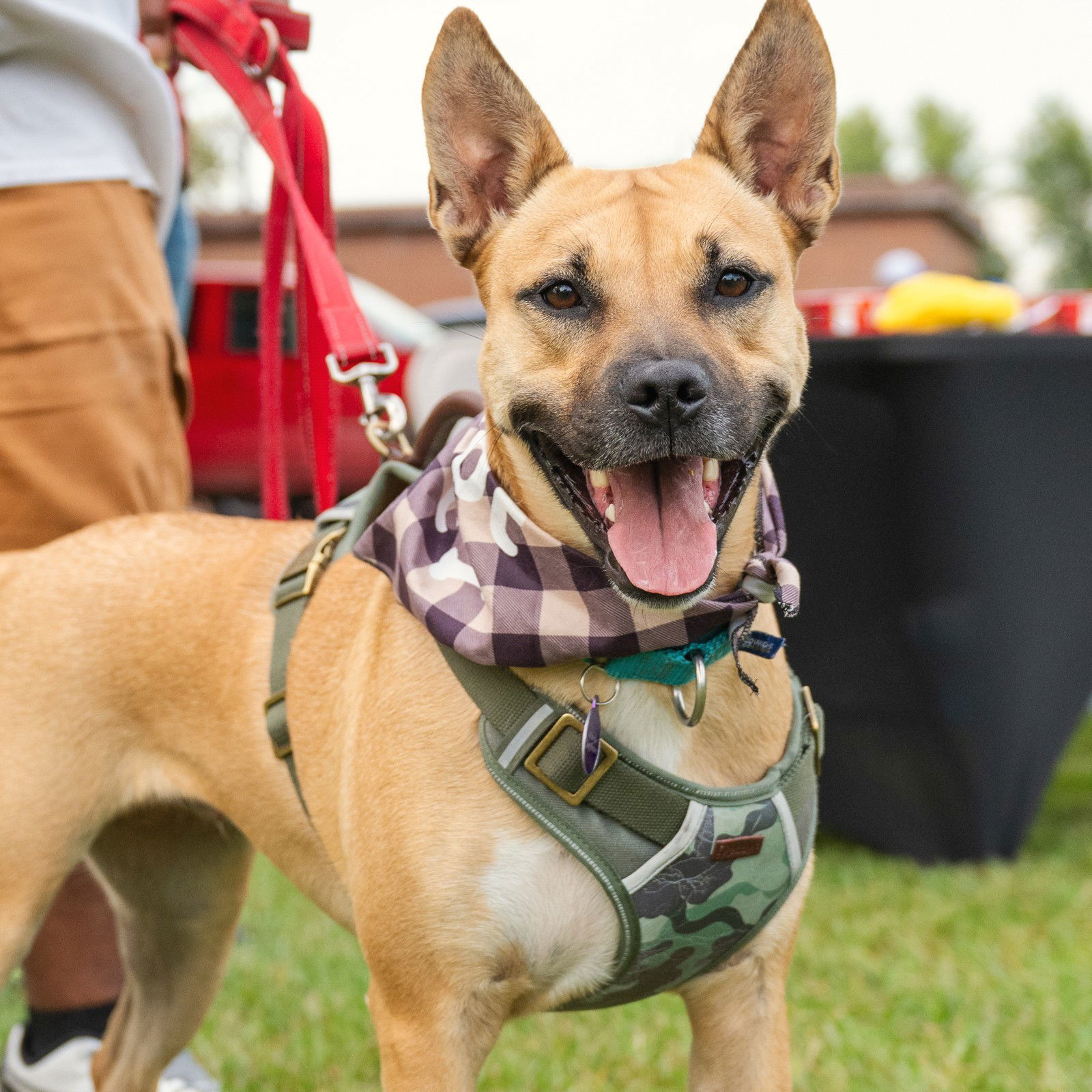 Eartha, an adoptable Shepherd, Pit Bull Terrier in Fargo, ND, 58103 | Photo Image 3