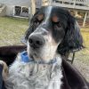Maximus photo 1
