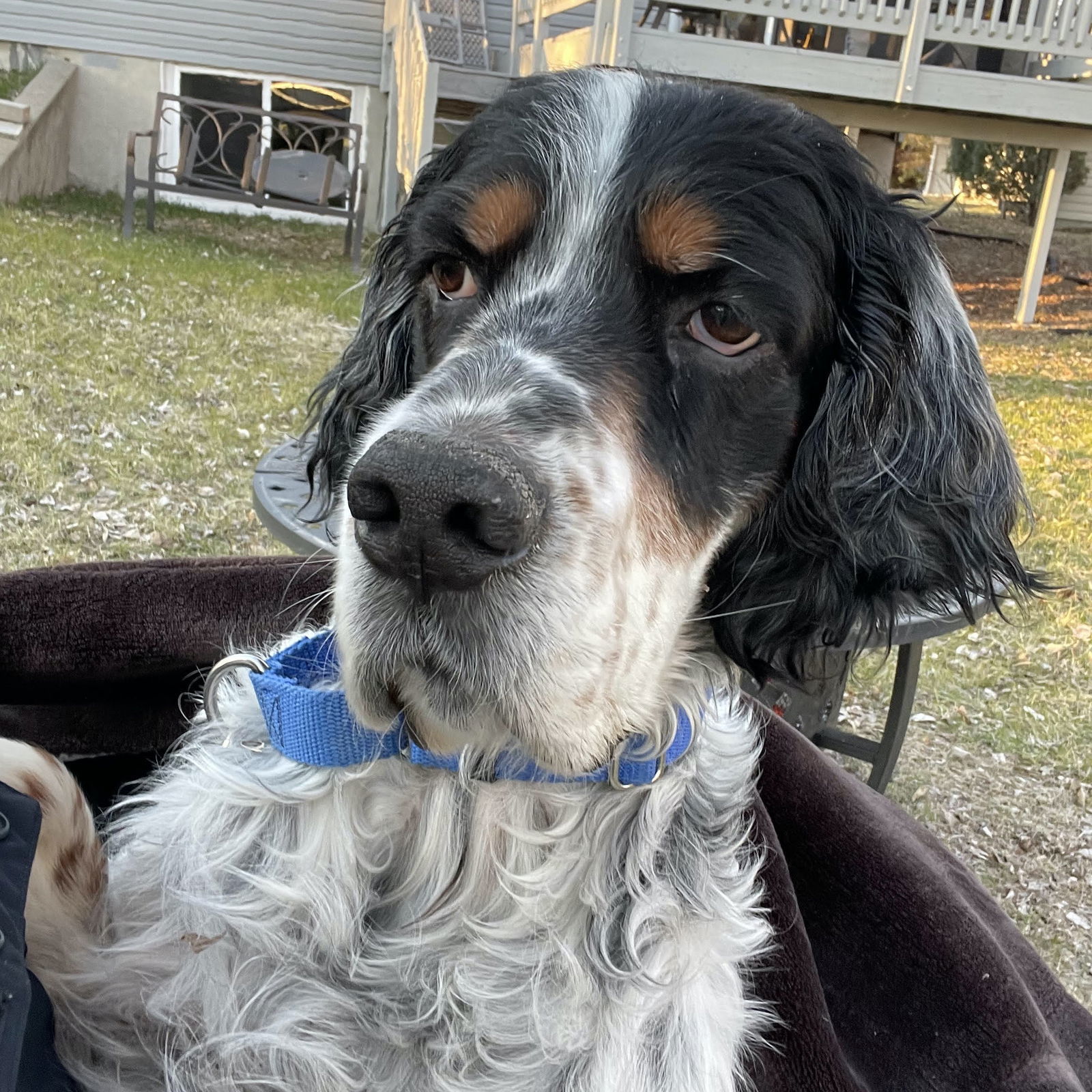 Maximus, an adoptable English Setter in Fargo, ND, 58103 | Photo Image 1