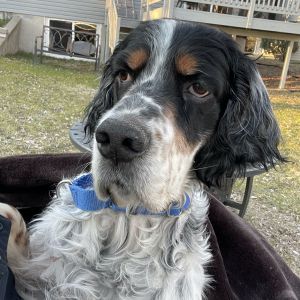 Maximus, Adult Male unknown