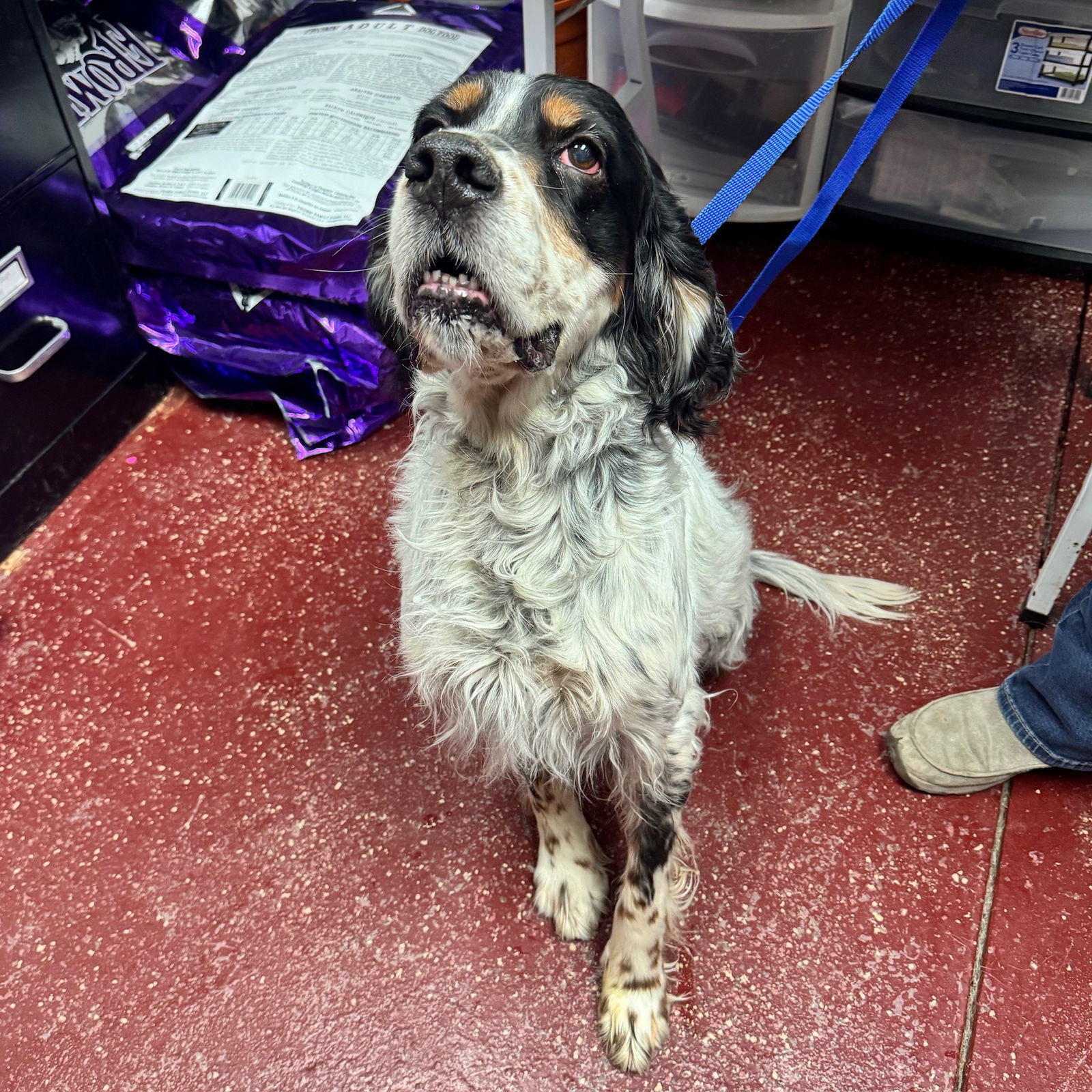 Maximus, an adoptable English Setter in Fargo, ND, 58103 | Photo Image 2