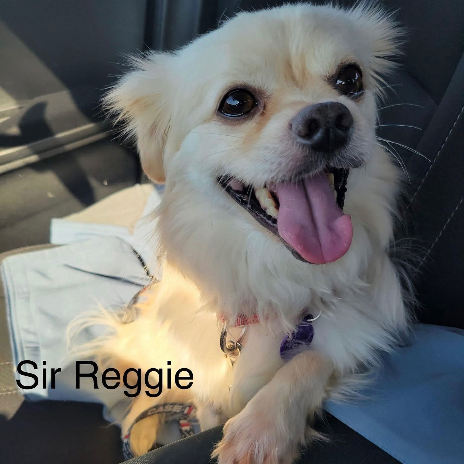 Sir Reginold Woffington, an adoptable Pekingese in Fargo, ND, 58103 | Photo Image 1