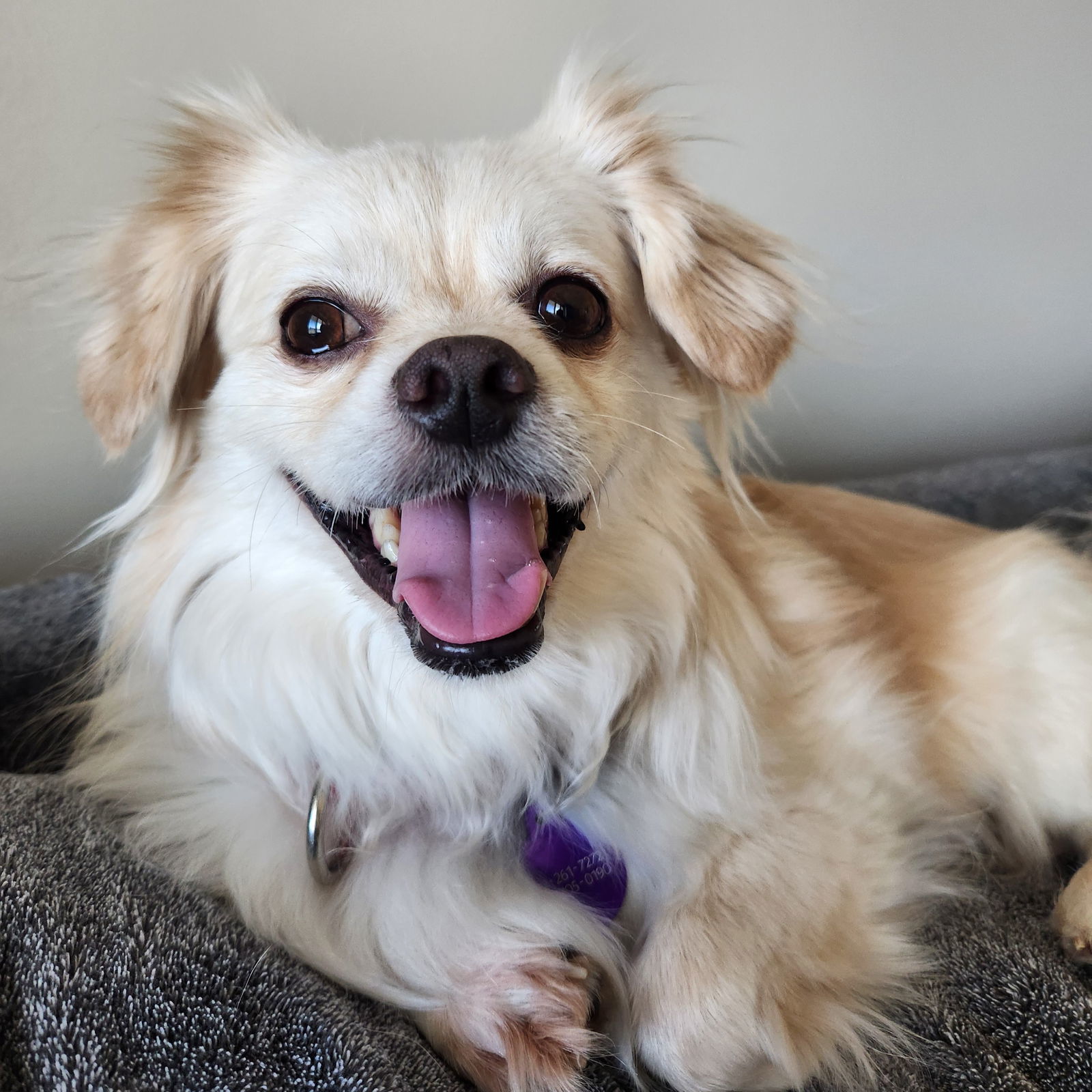 Sir Reginold Woffington, an adoptable Pekingese in Fargo, ND, 58103 | Photo Image 1