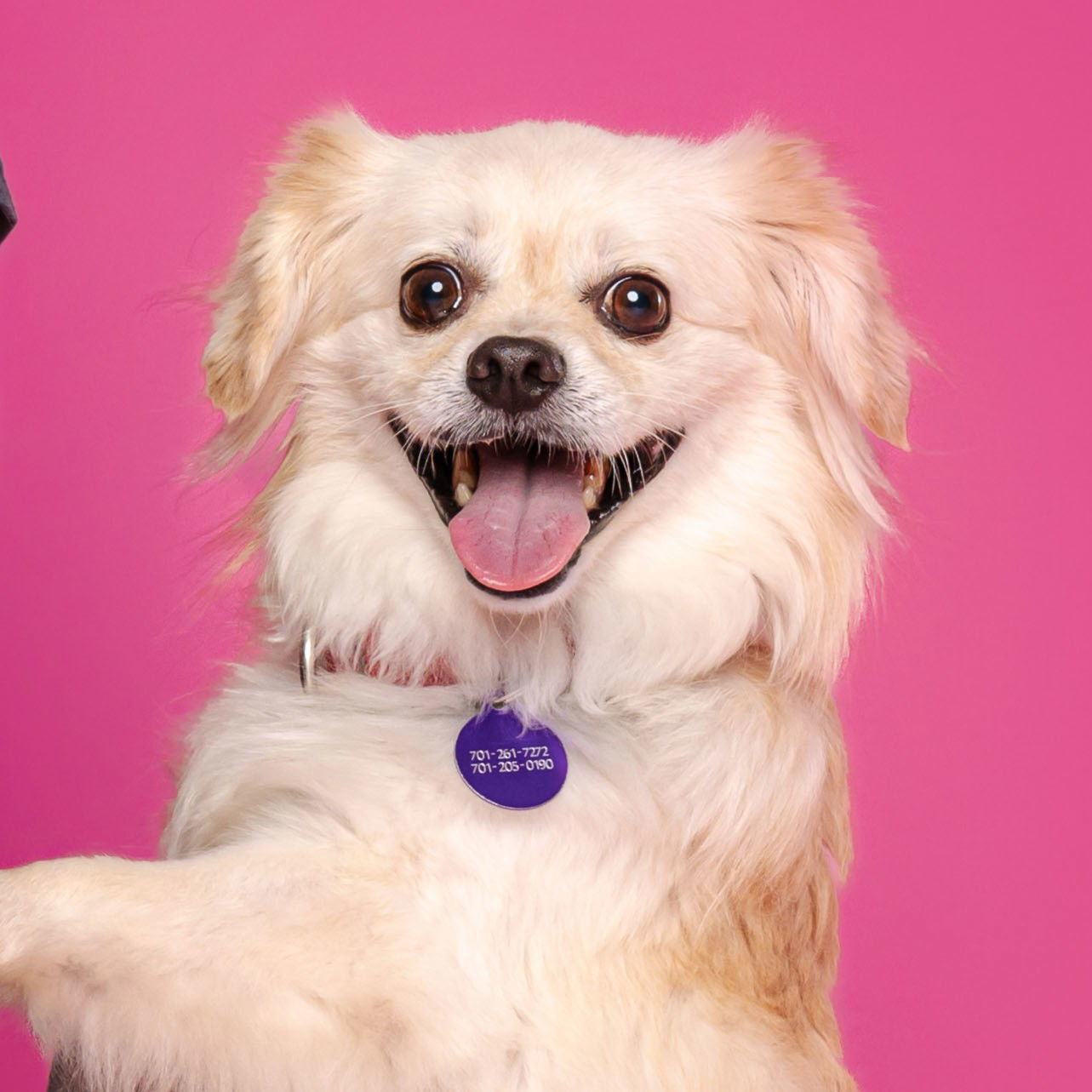 Sir Reginold Woffington, an adoptable Pekingese in Fargo, ND, 58103 | Photo Image 1