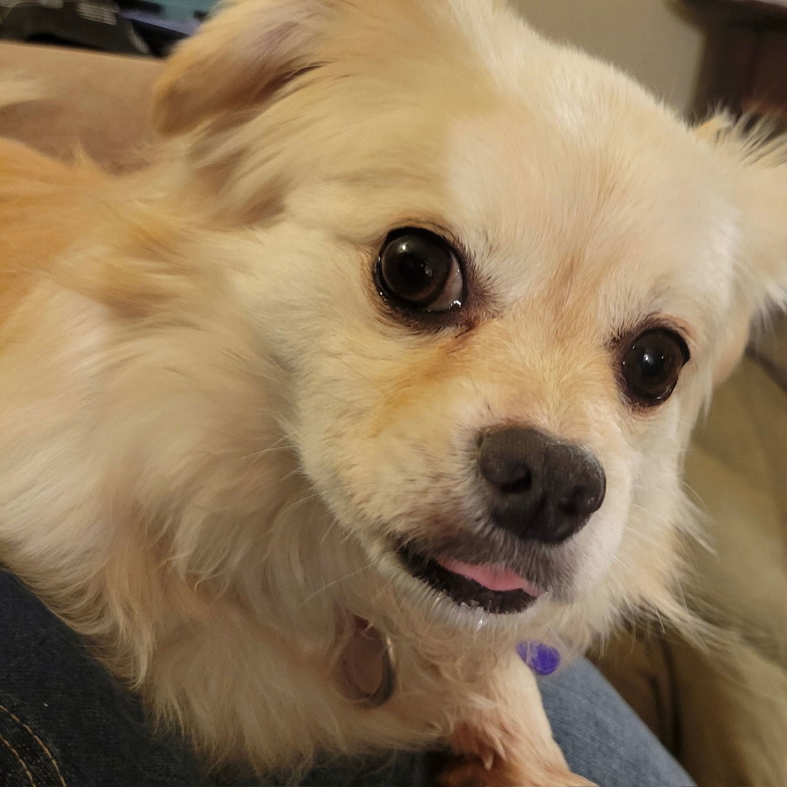 Sir Reginold Woffington, an adoptable Pekingese in Fargo, ND, 58103 | Photo Image 2
