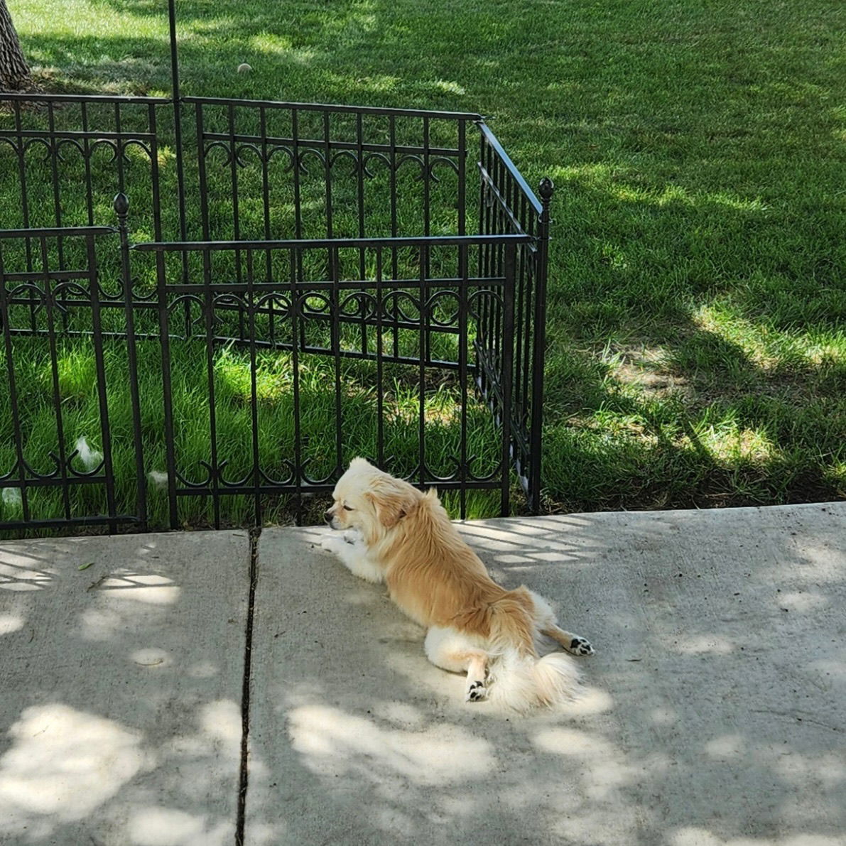 Sir Reginold Woffington, an adoptable Pekingese in Fargo, ND, 58103 | Photo Image 2