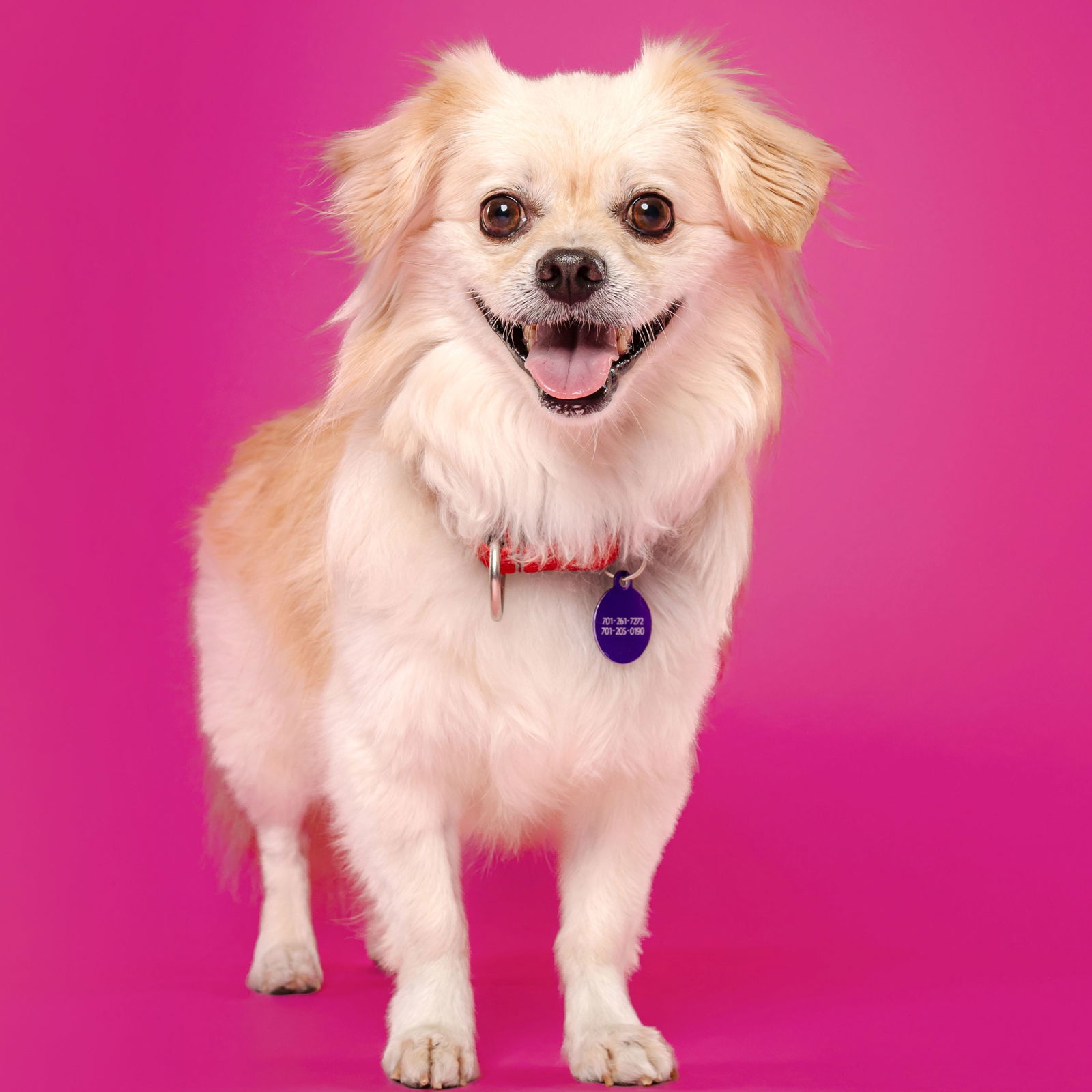 Sir Reginold Woffington, an adoptable Pekingese in Fargo, ND, 58103 | Photo Image 2