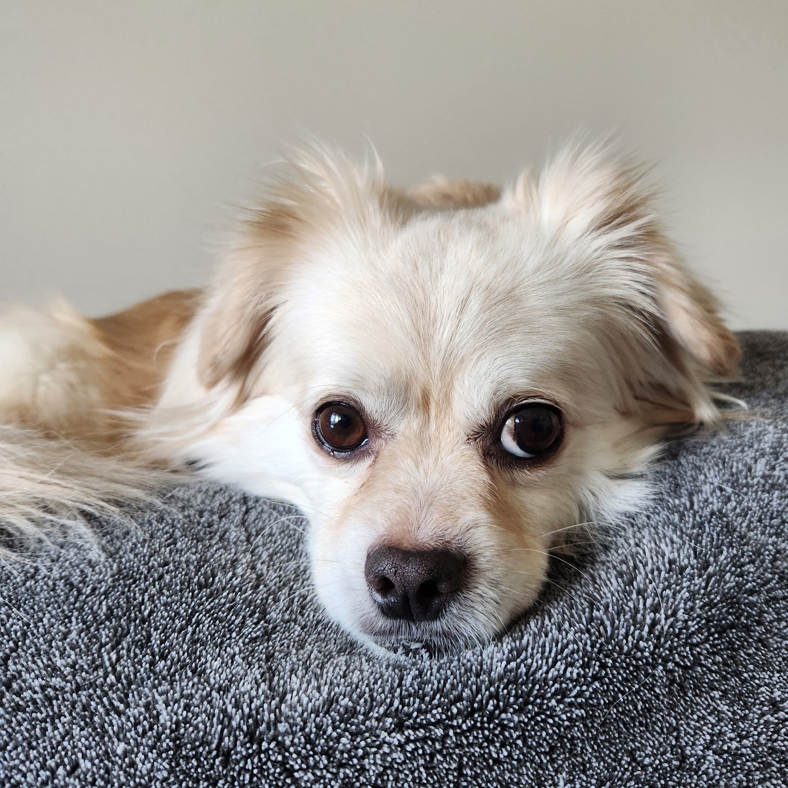 Sir Reginold Woffington, an adoptable Pekingese in Fargo, ND, 58103 | Photo Image 3