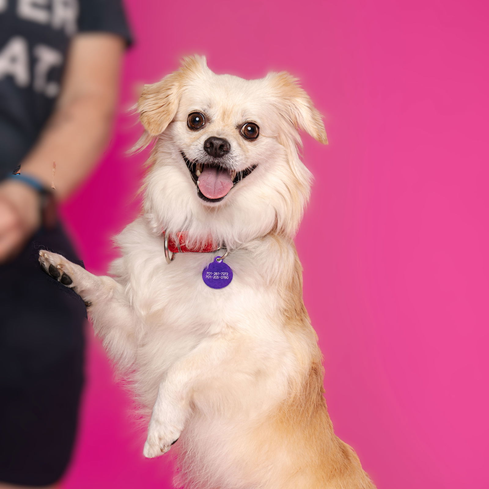 Sir Reginold Woffington, an adoptable Pekingese in Fargo, ND, 58103 | Photo Image 3