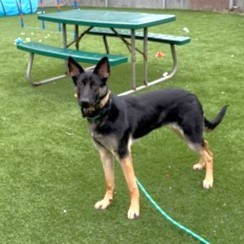 Kona