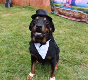 Hulk, Adult Male Rottweiler