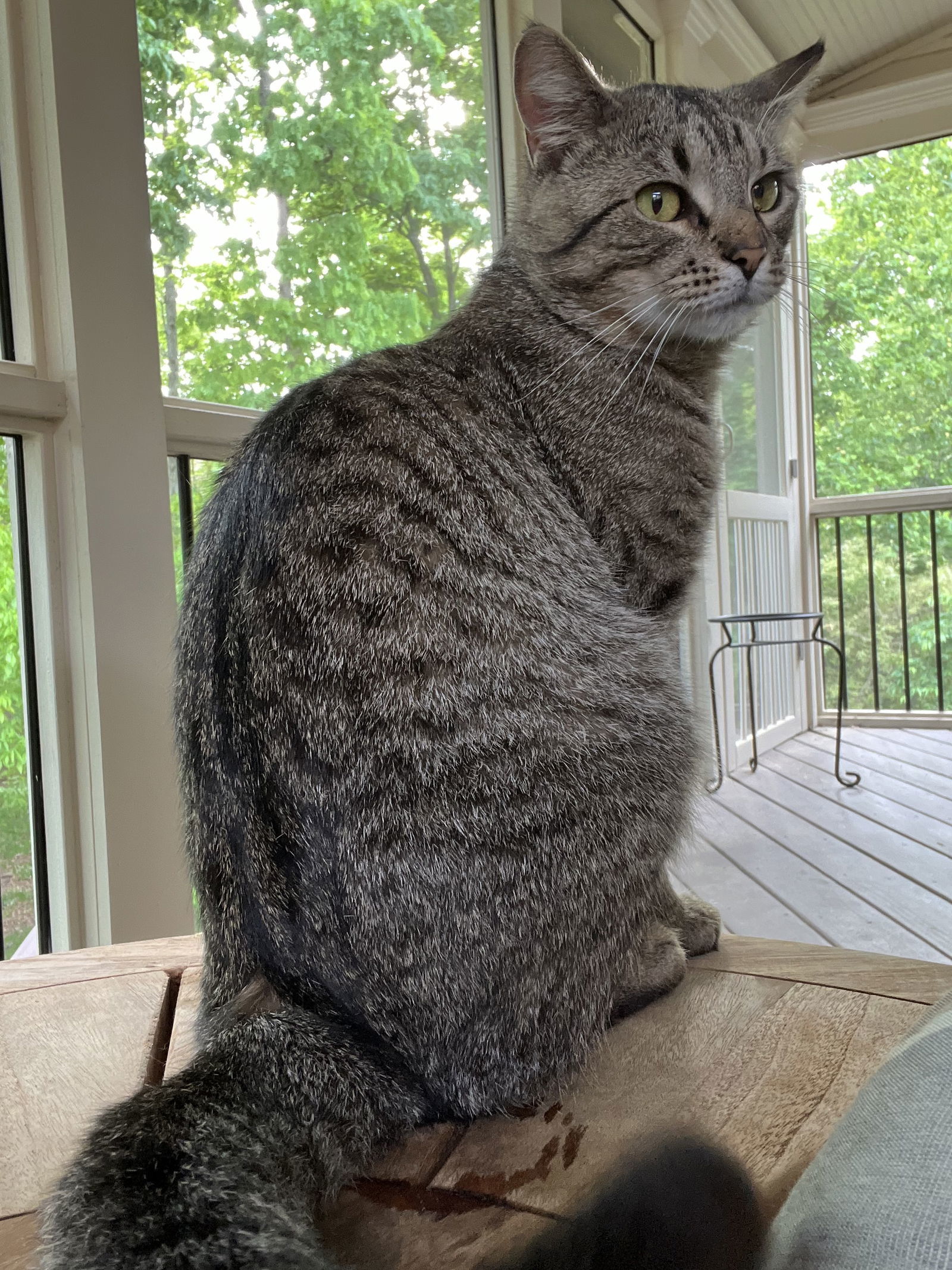 Finnegan