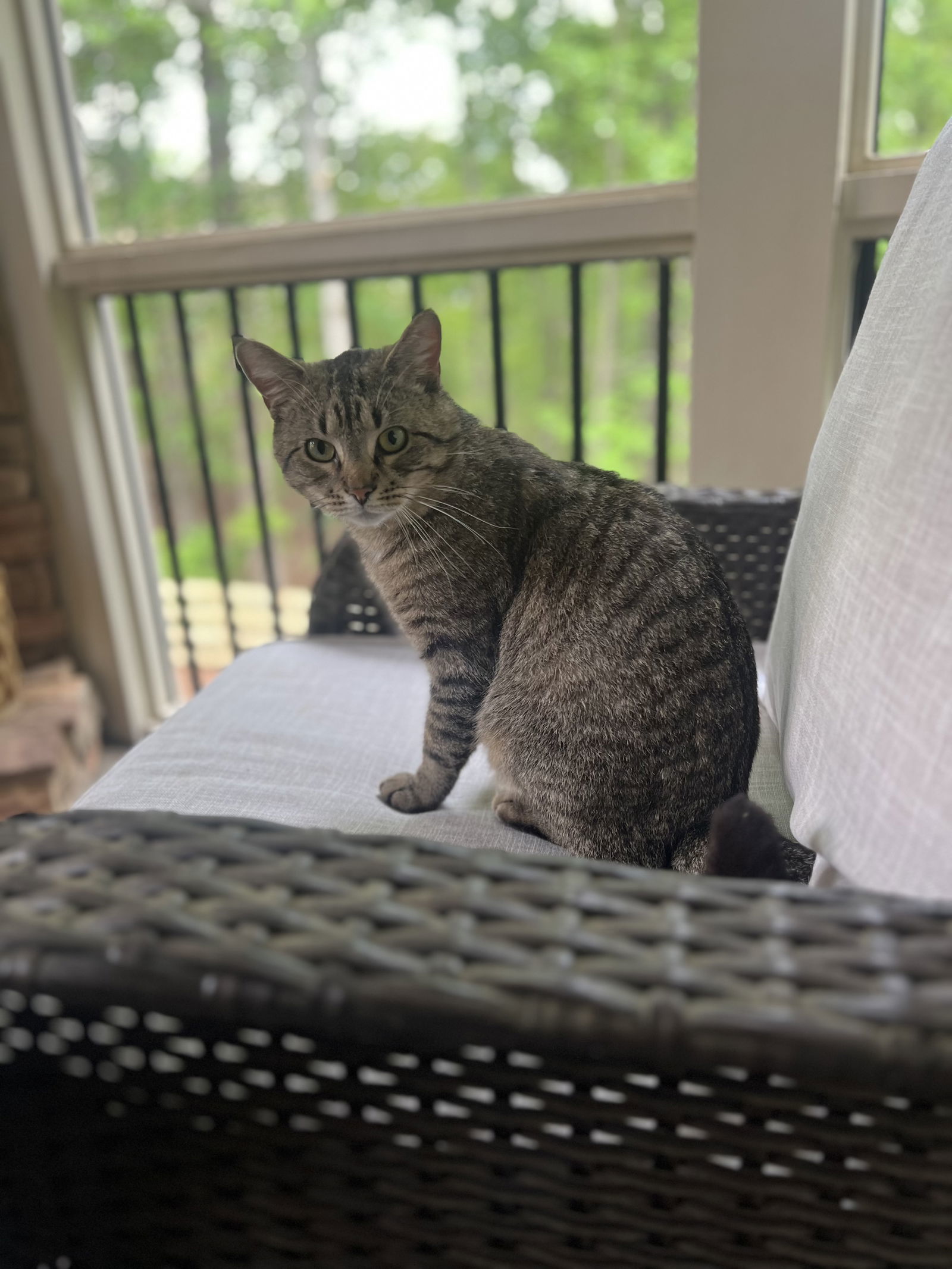 Finnegan