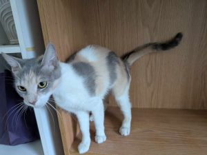 Sylvie is a very sweet and affectionate girl Shes on the small side and her fur is gorgeous She w