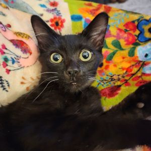 Meet Colonel - Your Loyal LapCat in Command Colonel is a tiny bundle of love weighing just 4 pound