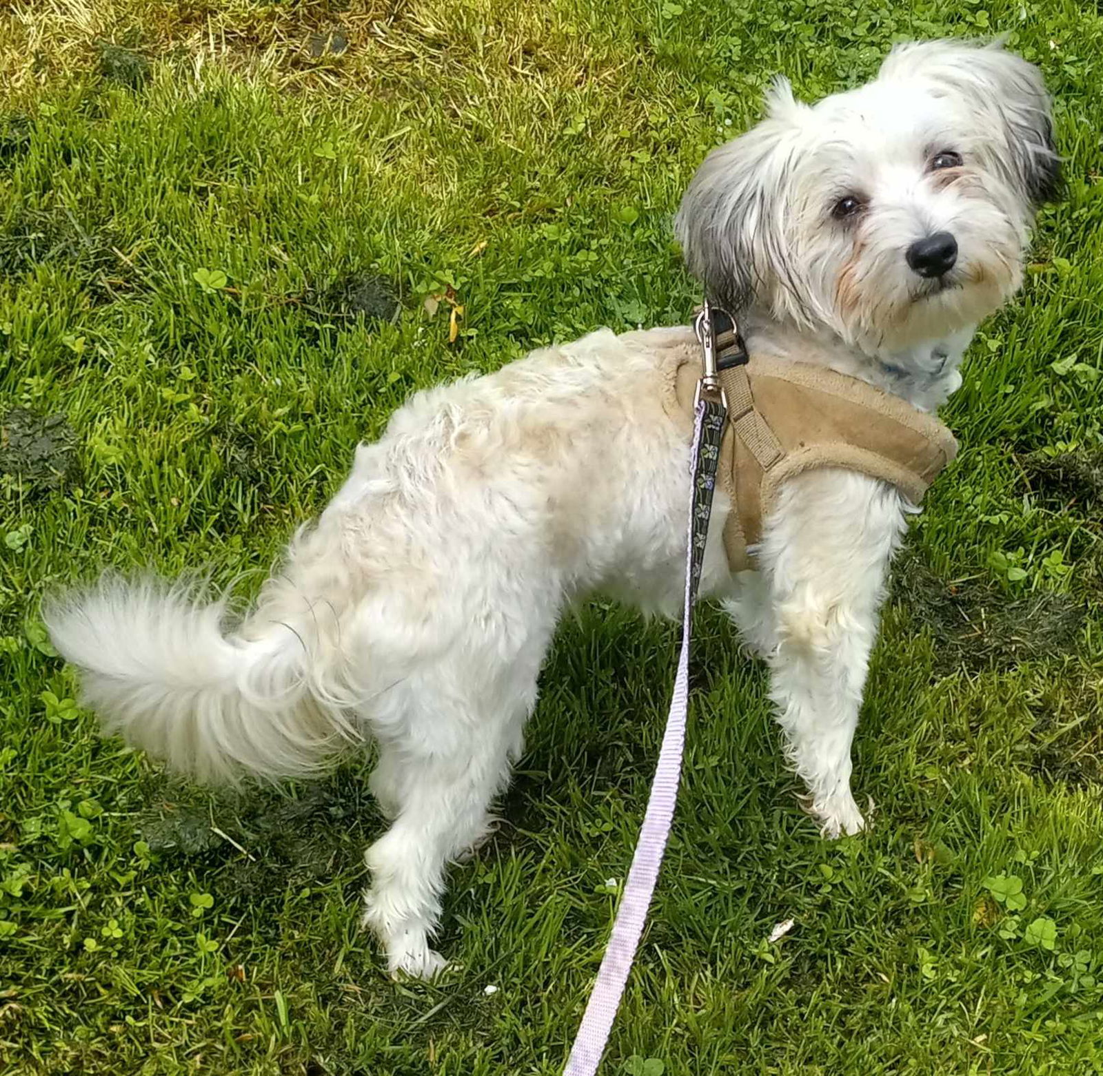 Teddy