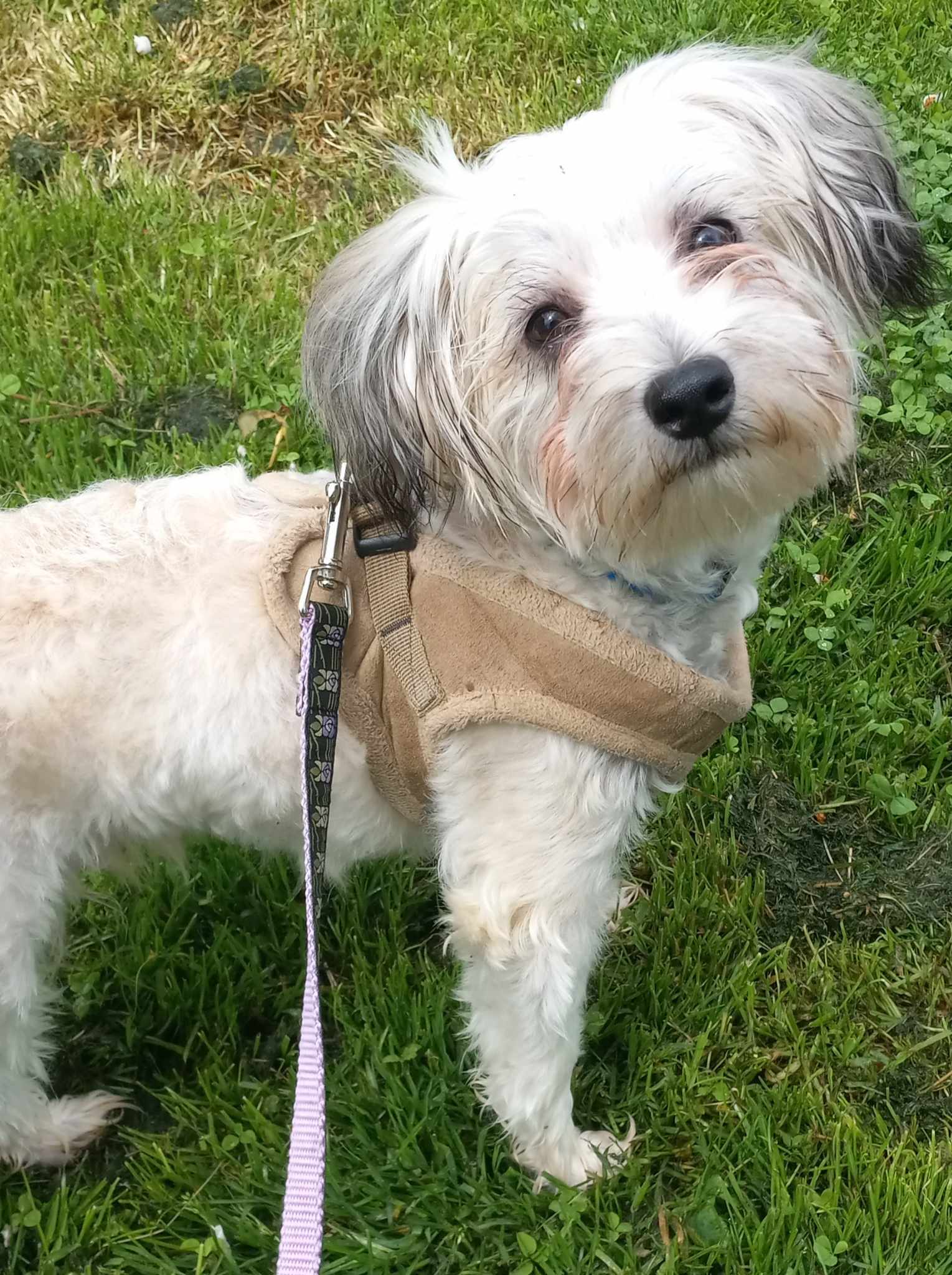 Teddy