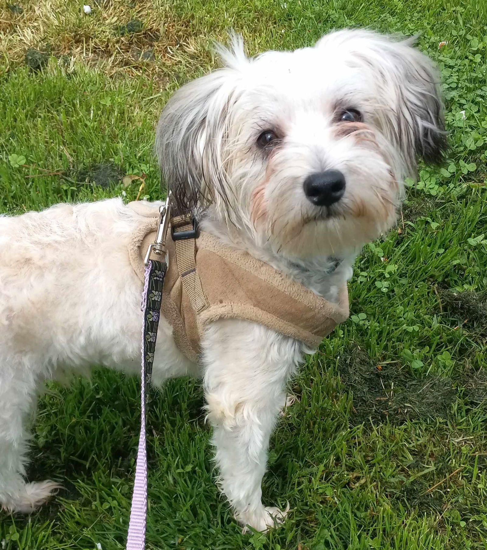 Teddy