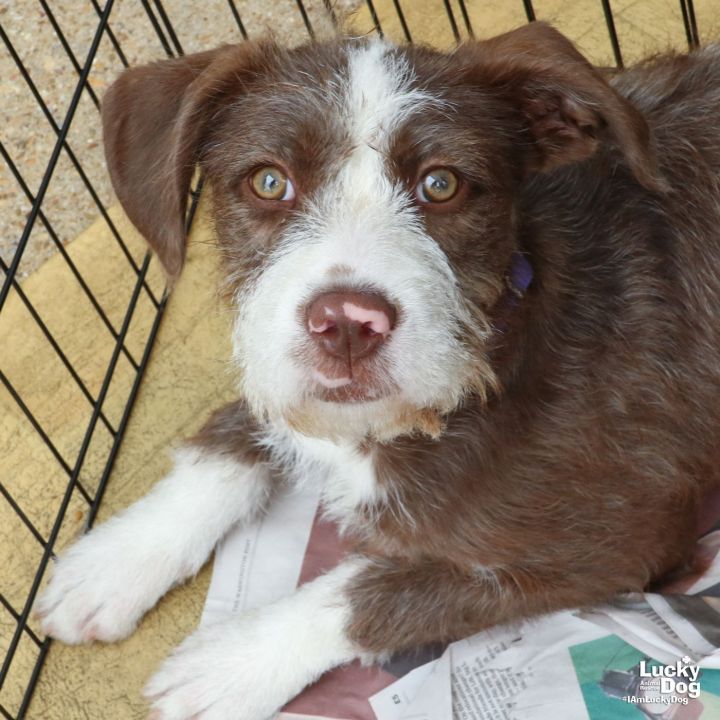 Chessie 1