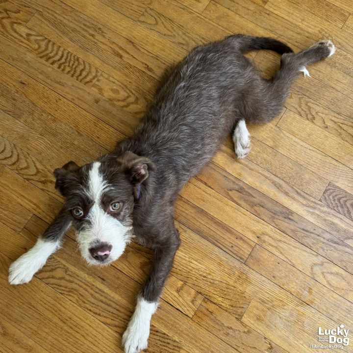 Chessie 3