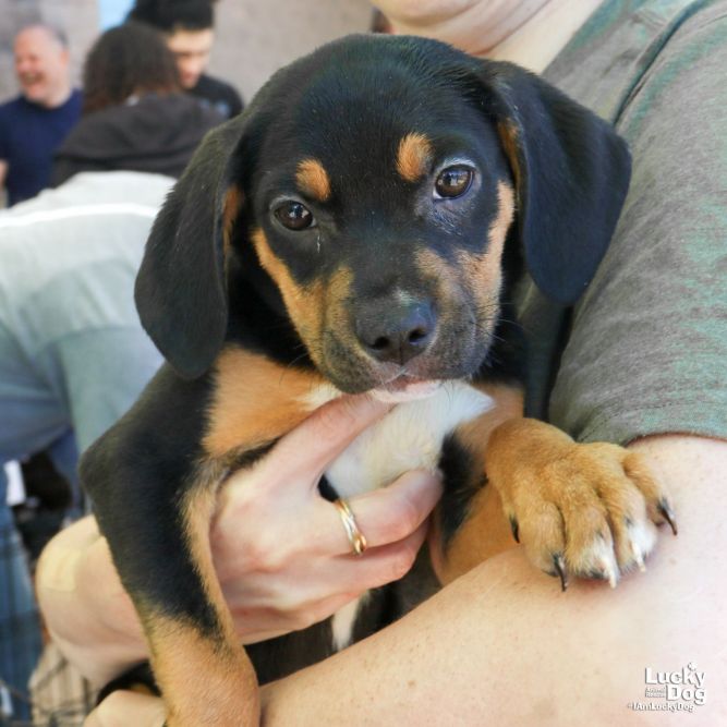 Heidi