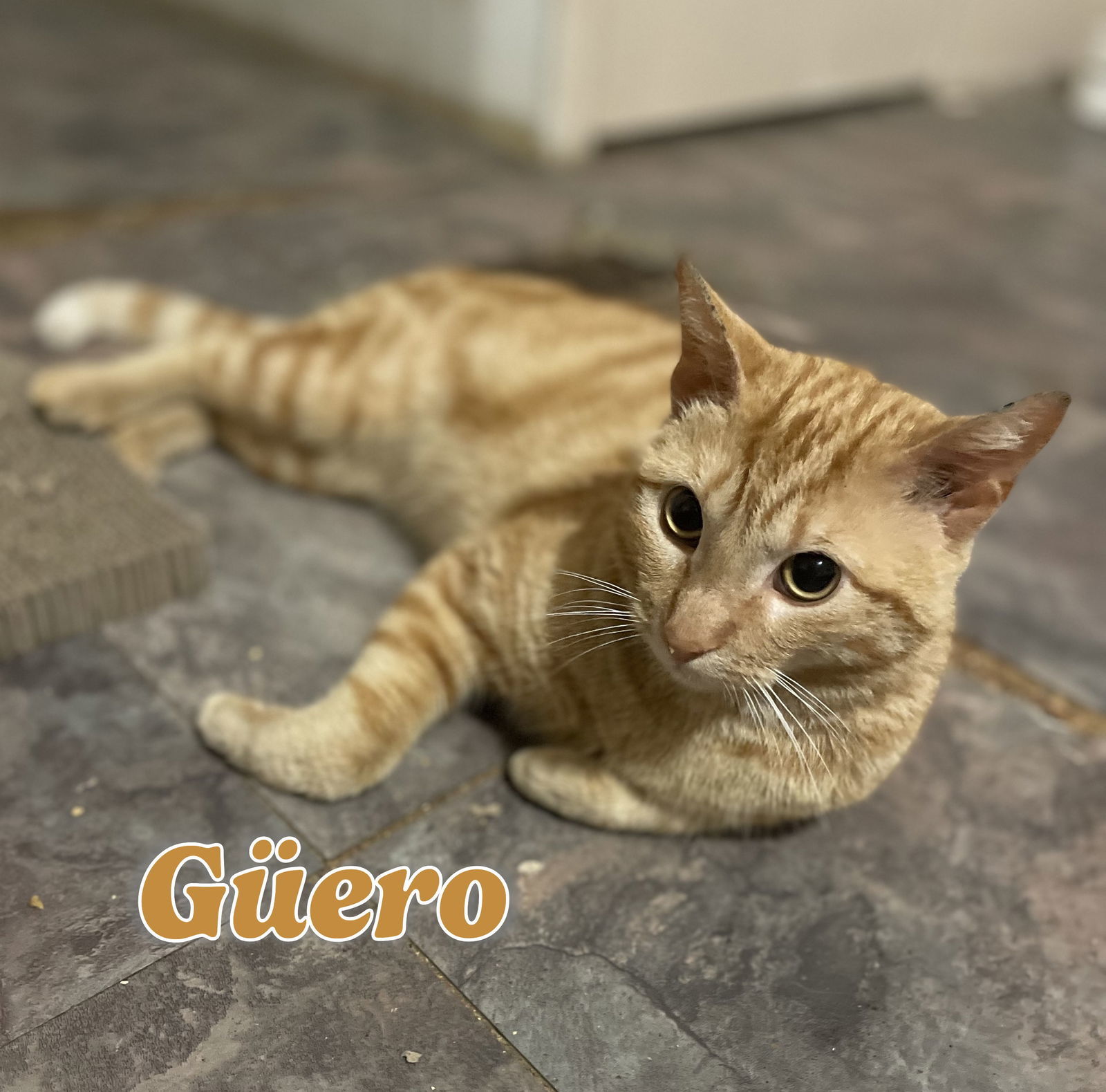 Guero #bullseye-tabby