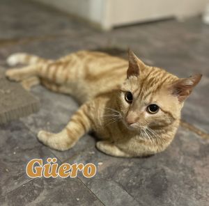 Guero #bullseye-tabby