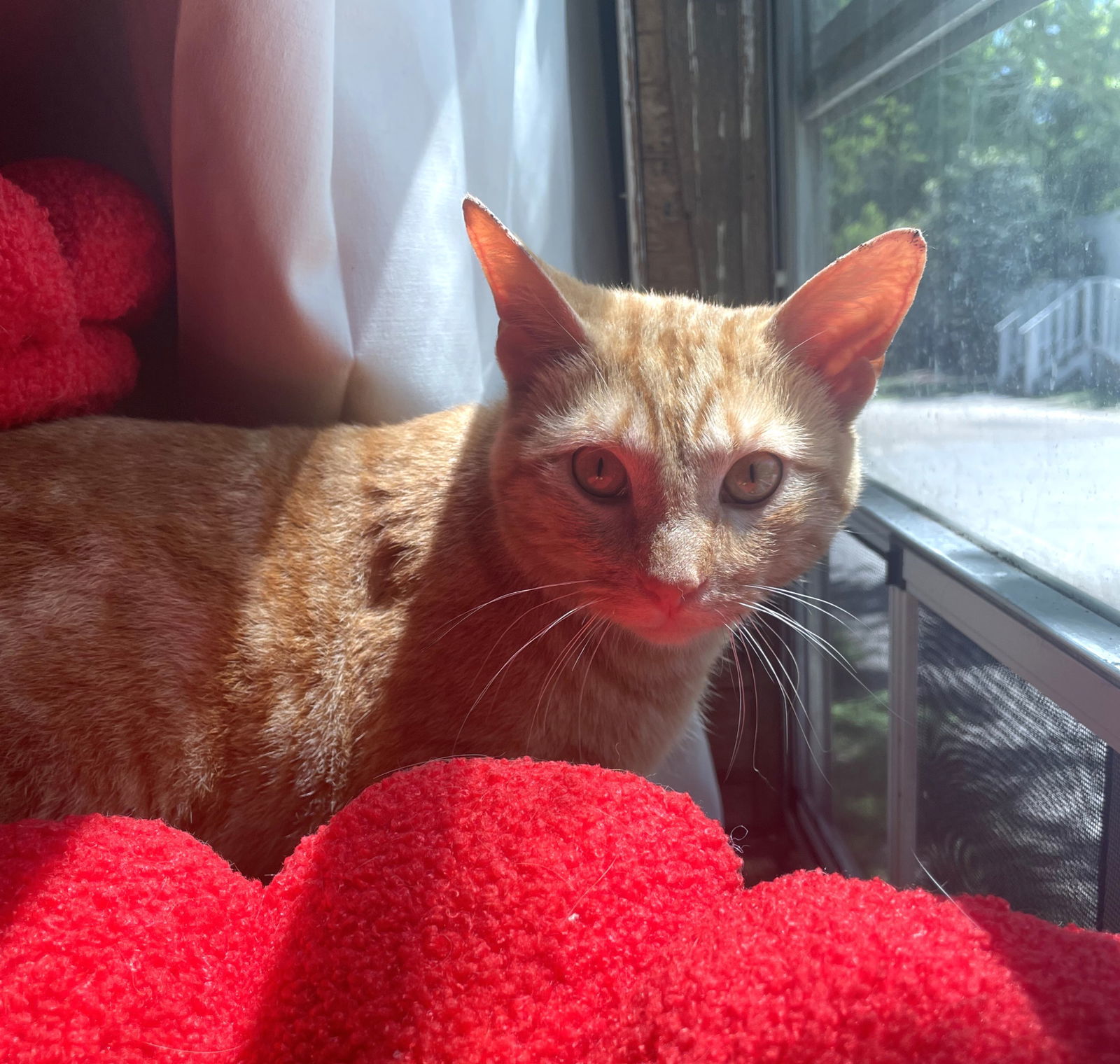 Guero #bullseye-tabby