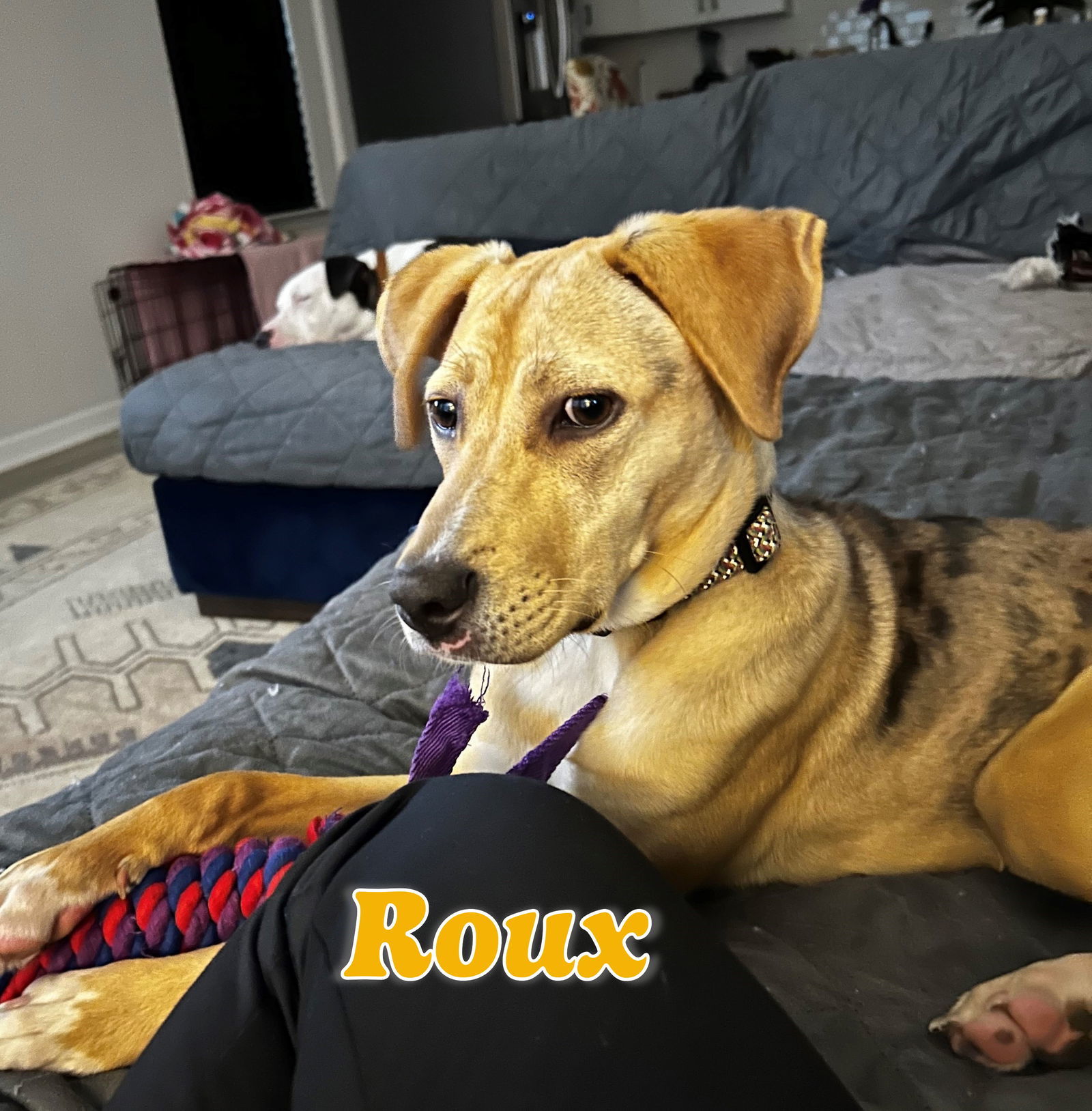 Roux #dappled-Cajun-miss