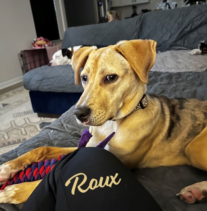 Roux #dappled-Cajun-miss 3
