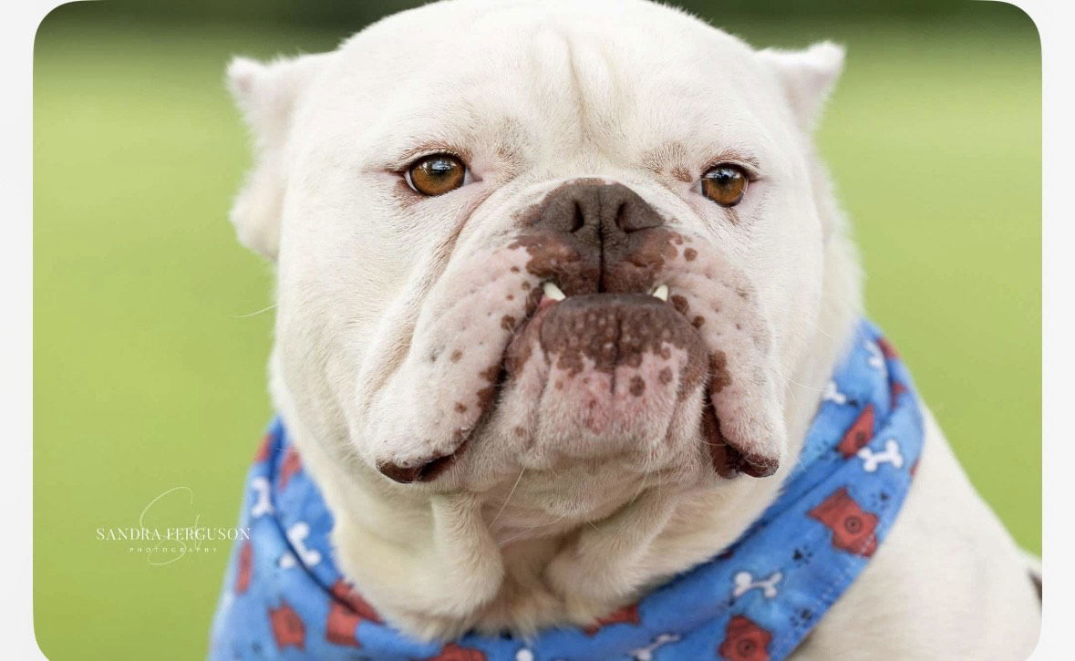 Clyde the Bulldog