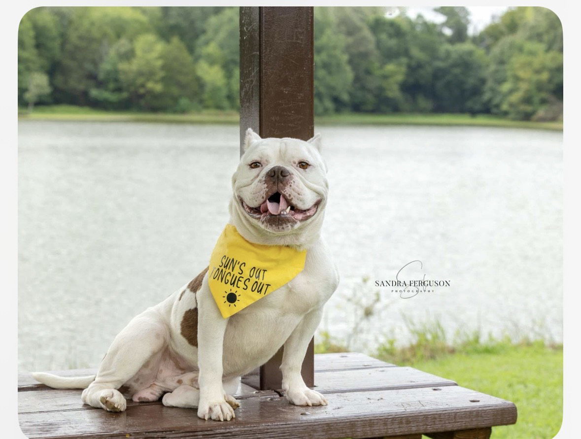 Clyde the Bulldog