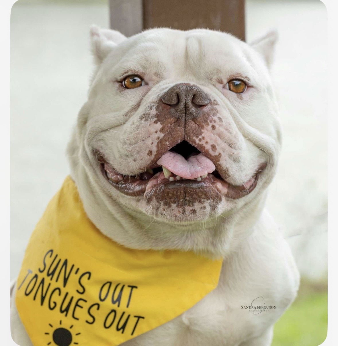 Clyde the Bulldog