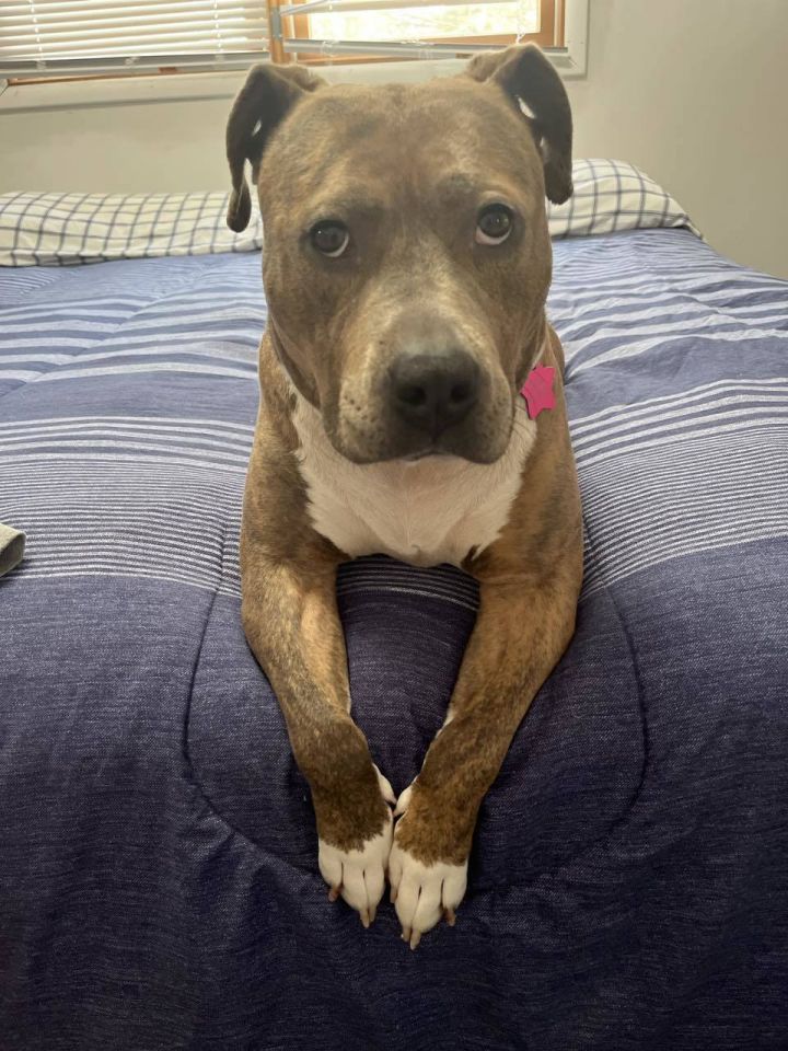 Bella 3
