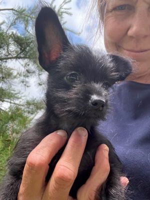 Roo