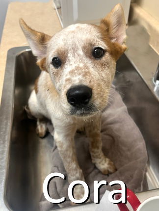 Cora 3
