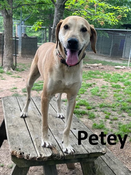 Petey 1