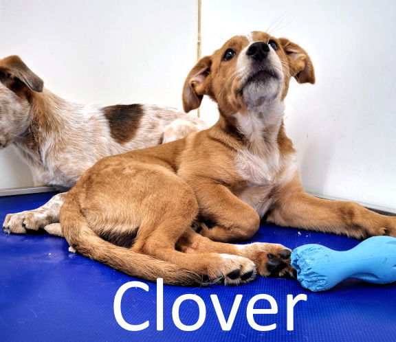 Clover 1
