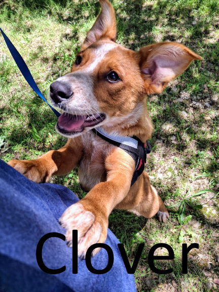 Clover