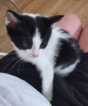 Jazzie