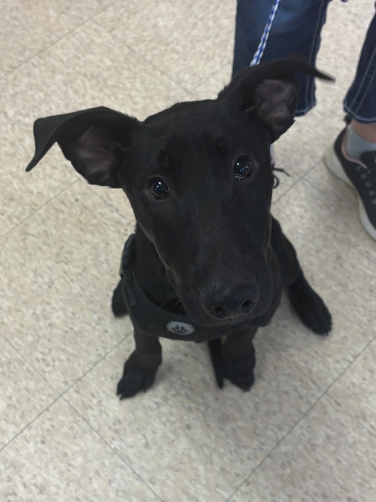 Dozer, an adoptable Bull Terrier, Labrador Retriever in Heber City, UT, 84032 | Photo Image 1