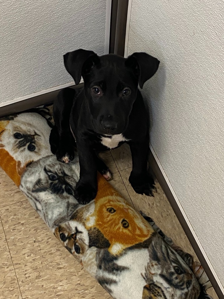 Dozer, an adoptable Bull Terrier, Labrador Retriever in Heber City, UT, 84032 | Photo Image 2