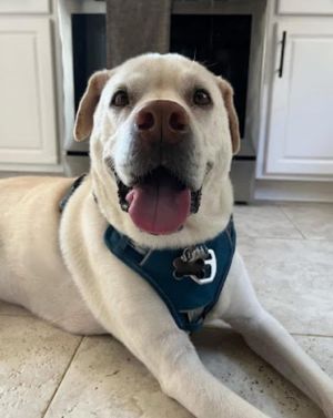 Hank *in Foster*, Senior Male unknown
