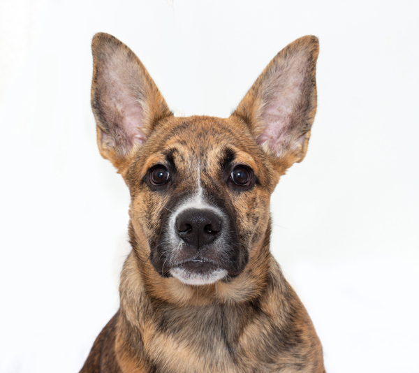 Nala