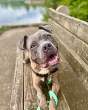 Happy Gilmore, Adult Male Mixed Breed